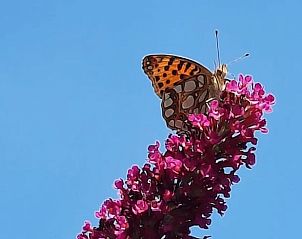 Unterkunft 533306 - Ferienhaus Salland - Vakantiehuis in Wesepe