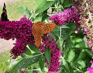 Unterkunft 533306 - Ferienhaus Salland - Vakantiehuis in Wesepe