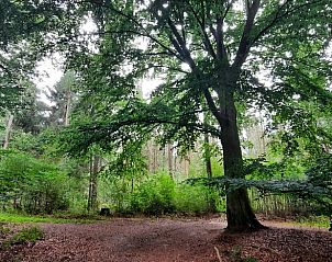 Unterkunft 533306 - Ferienhaus Salland - Vakantiehuis in Wesepe