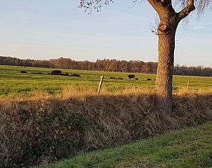 Weite Felder mit grasenden Khen in der Nhe des Ferienhauses in Lettele, Overijssel.