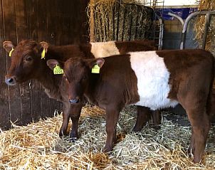 Niedliche Klber in der Nhe von Cottage in Lettele, Ferienhaus in Salland, Overijssel.