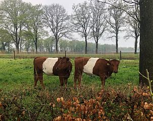 Weidende Khe bei Cottage in Lettele, Ferienhaus in Lettele, Overijssel.
