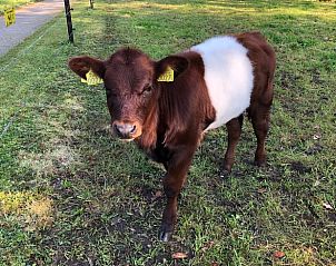 Niedliches Klbchen auf der Wiese im Cottage in Lettele, Ferienhaus in Salland.