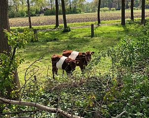 Khe in der Landschaft um Cottage in Lettele, Ferienhaus in Salland.