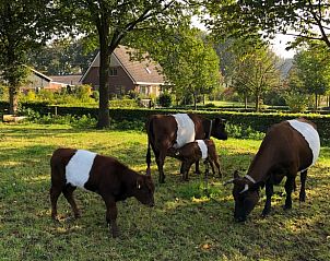 Idyllische Wiese mit Khen im Cottage in Lettele, Ferienunterkunft in Salland.