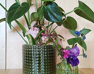 Pflanzen und Blumen schmcken das Ferienhaus in Lettele, Salland, Overijssel und sorgen fr eine frische Atmosphre.