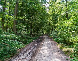 Bosrijke omgeving nabij Weidezicht A in Marle, Overijssel met wandelpaden.