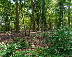 Natuurlijke bosomgeving rond Weidezicht A, vakantiehuis in Marle, ideaal voor wandelingen.