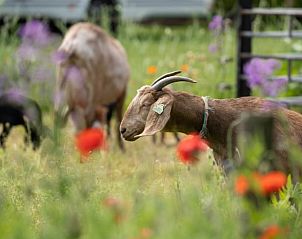Unterkunft 540115 - Ferienhaus Vechtstreek - Vakantiehuisje in Ommen