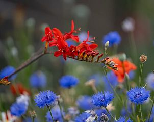 Unterkunft 540115 - Ferienhaus Vechtstreek - Vakantiehuisje in Ommen
