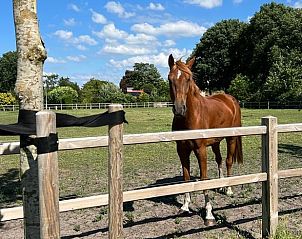 Vacation home in Ommen offers rural charm with a beautiful view of a horse pasture, located in the Vecht region, Overijssel.