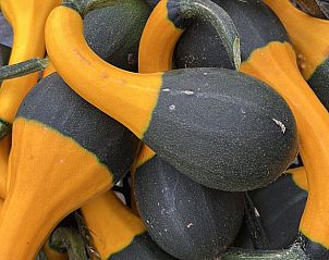 Decorative pumpkins at Cottage in Ommen, vacation home in the Vecht region, Overijssel, surrounded by colorful autumn nature.