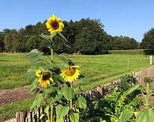 Guest house 540120 - Holiday property Vechtstreek - Huisje in Ommen