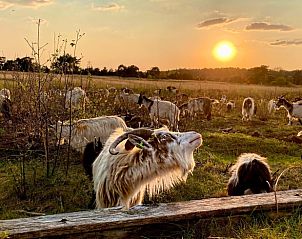 Unterkunft 540230 - Ferienhaus Vechtstreek - Vakantiehuis in Beerze