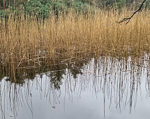 Schilflandschaft in der Nhe des Ferienhauses in Dalfsen, Region Vechta, Overijssel mit Spiegelungen im Wasser.
