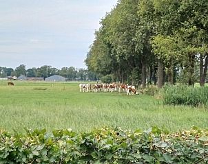 Landelijk uitzicht met grazende koeien bij Vakantiehuis in Dalfsen, gelegen in de Vechtstreek, Overijssel.