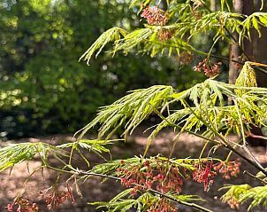 Blhende Blumen im Garten des Ferienhauses in Dalfsen, farbenfrohe Natur in der Region Vecht, Overijssel.