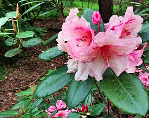 Unterkunft 540539 - Ferienhaus Vechtstreek - Vakantiehuis in Dalfsen