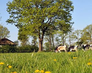 Geniet van de landelijke omgeving bij Huisje in Balkbrug, een vakantiehuis in de Vechtstreek, Overijssel, omringd door natuur en grazende koeien.