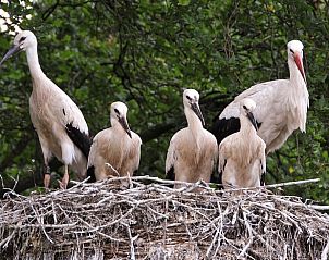 Verblijf 540811 - Vakantiewoning Vechtstreek - Huisje in Balkbrug