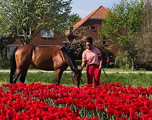 Paard in weide bij Huisje in Balkbrug, vakantieaccommodatie in Vechtstreek, Overijssel.