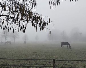Mistige ochtend met paarden bij Huisje in Balkbrug, vakantieaccommodatie in Vechtstreek, Overijssel.