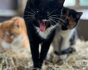 Speelse katten in de schuur van Huisje in Balkbrug, vakantiehuis in Vechtstreek, Overijssel.