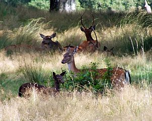 Unterkunft 542615 - Ferienhaus Vechtstreek - Vakantiehuisje in Lemele