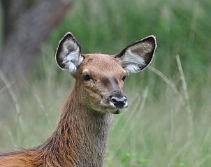 Unterkunft 542615 - Ferienhaus Vechtstreek - Vakantiehuisje in Lemele