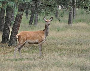 Unterkunft 542615 - Ferienhaus Vechtstreek - Vakantiehuisje in Lemele