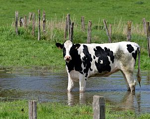 Guest house 542628 - Holiday property Vechtstreek - OV650