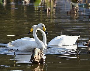 Unterkunft 542640 - Ferienhaus Vechtstreek - OV676
