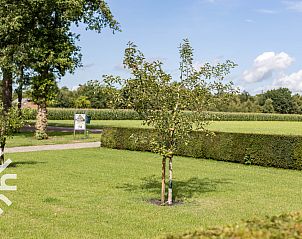 Druivenranken bij OV636 vakantiehuis, Beerzerveld, Vechtstreek, voor een landelijke sfeer.