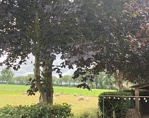 Schapen grazen in weide bij Vakantiehuisje in Vinkenbuurt, Vechtstreek, Overijssel.