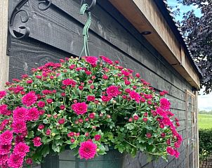 Bloeiende bloemen bij Vakantiehuisje in Vinkenbuurt, Vechtstreek, Overijssel.