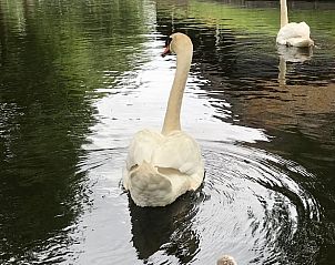 Zwanen in de wateren van Giethoorn, nabij vakantiehuisje in Overijssel.