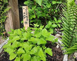Theetuin bij Huisje in De Pol, vakantiehuis in De Pol, Noordwest Overijssel, Overijssel.