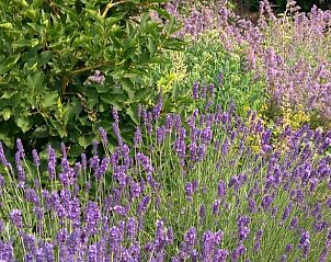 Lavendel in bloei bij Vakantiehuisje in Scheerwolde, Overijssel, met geurige tuinen en serene sfeer.