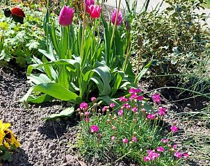Bloemenpracht in de tuin van Vakantiehuisje in Scheerwolde, Overijssel, met kleurrijke tulpen en natuur.