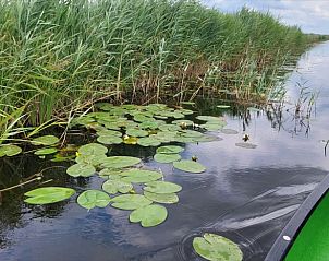 Waterlelies in de omgeving van Vakantiehuisje in Scheerwolde, Overijssel, met natuurlijke schoonheid.