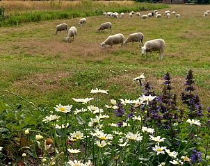 Schapen grazen in de buurt van Vakantiehuisje in Scheerwolde, natuurlijke omgeving.
