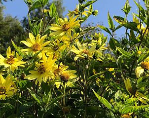 Unterkunft 550810 - Ferienhaus Noordwest Overijssel - Vakantiehuis in Scheerwolde