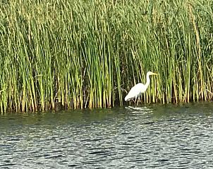 Unterkunft 550810 - Ferienhaus Noordwest Overijssel - Vakantiehuis in Scheerwolde