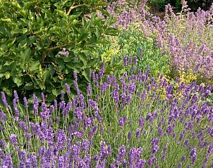 Unterkunft 550811 - Ferienhaus Noordwest Overijssel - OV700