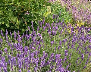 Natuurrijke omgeving rond OV701 vakantiehuis in Scheerwolde, Overijssel met bloeiende bloemen.