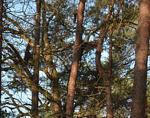 Hoge bomen rondom Vakantiehuisje in IJhorst, Noordwest Overijssel.