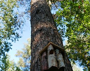 Boom met vogelhuisje in de tuin van Vakantiehuisje in IJhorst, een paradijs voor natuurliefhebbers.