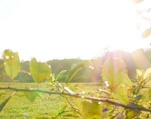Zonnige ochtend in de natuur nabij Vakantiehuisje in IJhorst, ideaal voor een ontspannen vakantie.