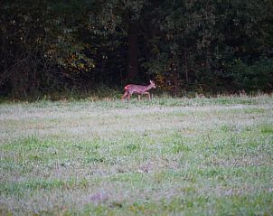 Wilde ree in het veld nabij Vakantiehuisje in IJhorst, een uniek uitzicht in Noordwest Overijssel.
