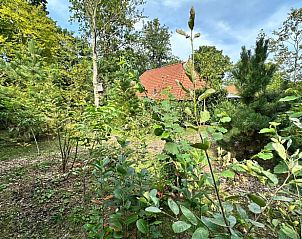 Bosrijke omgeving van Vakantiehuis in IJhorst, perfect voor een ontspannen verblijf in Overijssel.